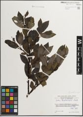 Foto von Salix mielichhoferi Saut. x Salix myrsinifolia Salisb.